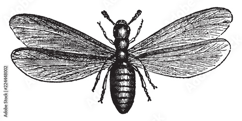 Male Termes Lucifugus, vintage illustration.