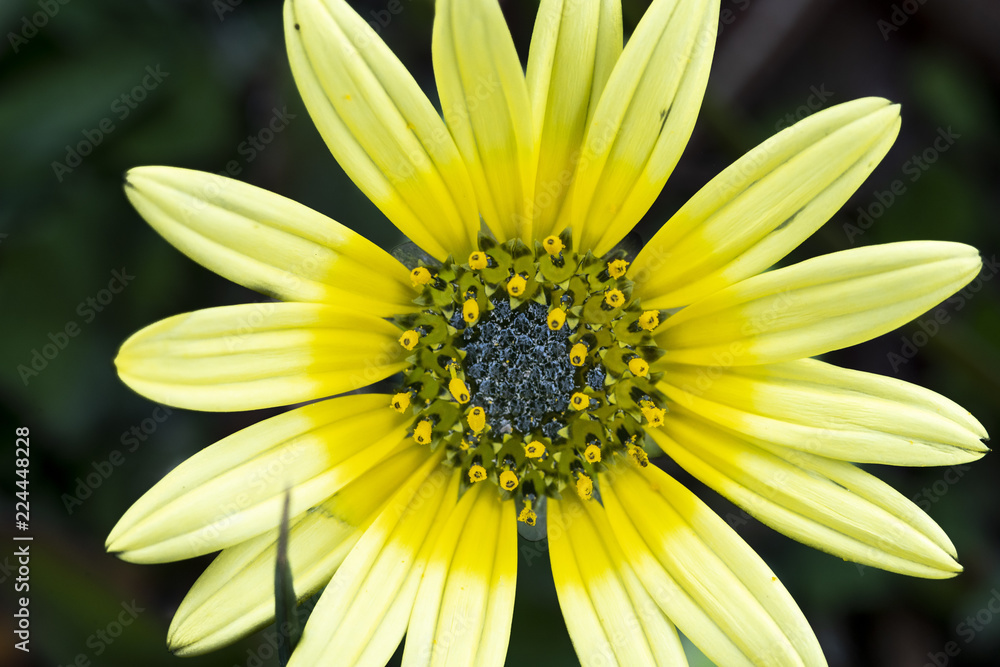 A yellow Arctotheca Calendula flower with its pistils, pollen and leaves isolated in Central Chile at the new Ñuble Region (old Bio Bio region changed recently) A yellow Arctotheca Calendula flower with its pistils, pollen and leaves isolated in Central Chile at the new Ñuble Region (old Bio Bio region changed recently)