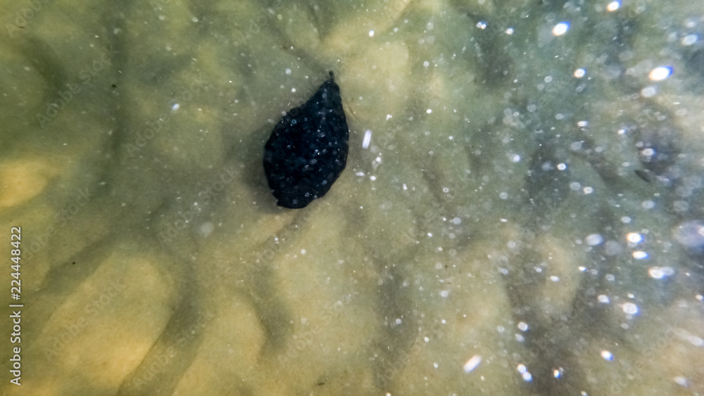 A leaf sitting on the ocean floor bubbles all around