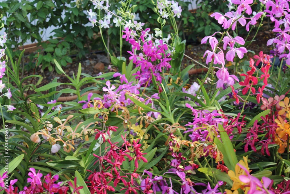 Obraz premium pink flowers in the garden