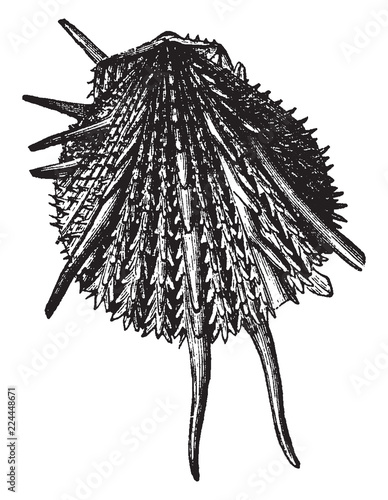 Spondylus Imperialis, vintage illustration.