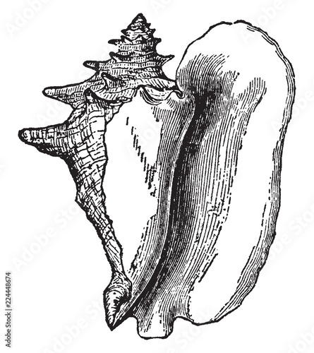 Shell of Strombus Gigas, vintage illustration.