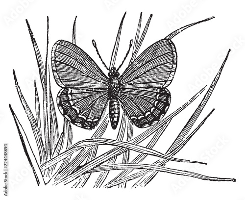 Lycaena Battus, vintage illustration. photo