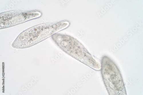 Paramecium caudatum is a genus of unicellular ciliated protozoan and Bacterium under the microscope photo