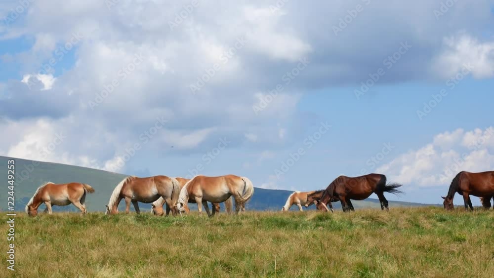 Walking Horse. The horse moves slowly against the background of the grazing herd. Walking Horse. The horse moves slowly against the background of the grazing herd.