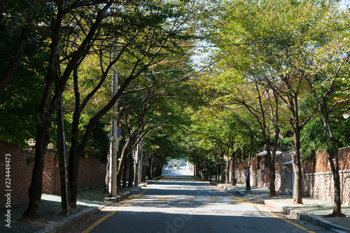 Under the clear and blue sky, there are trees on both side of the street. Trees make fresh air and shadow under the sunlight and we can enjoy them. The road trees was laid down in the shape of an arc © sulccojang