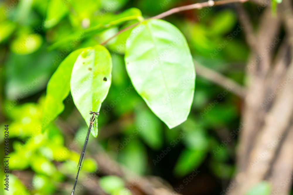 green leaves of tree green leaves of tree