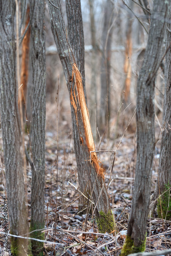 Whitetail Deer Buck Rub on Tree 
