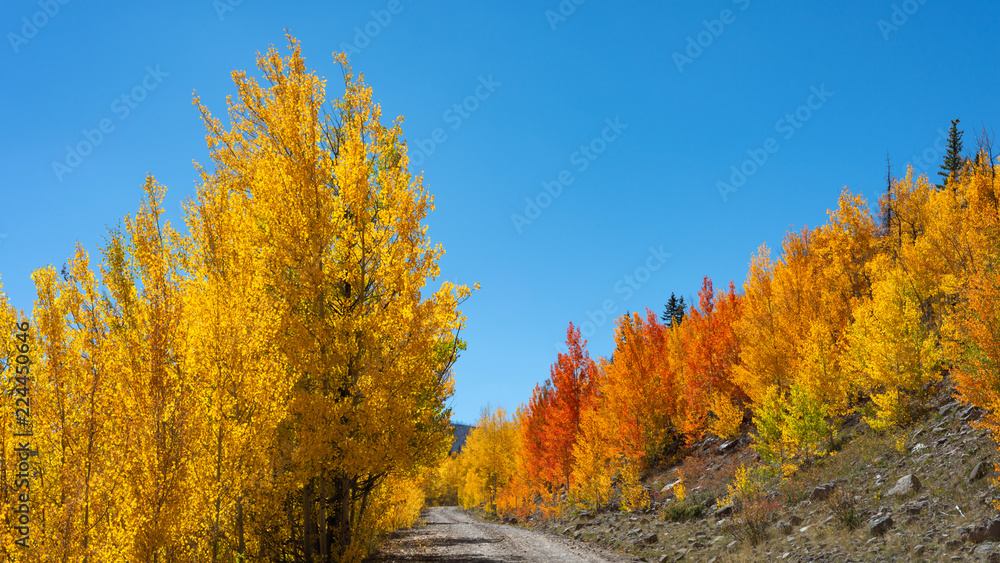 Fototapeta premium Burst of Color