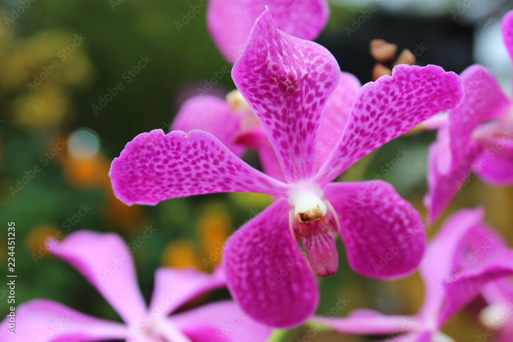 purple orchid flower purple orchid flower