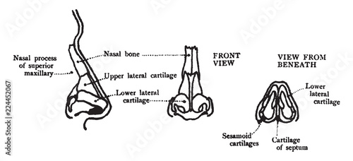 Cartilages of the Nose, vintage illustration.