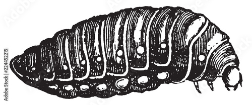 Third Larva of Sitaris Humeralis, vintage illustration.