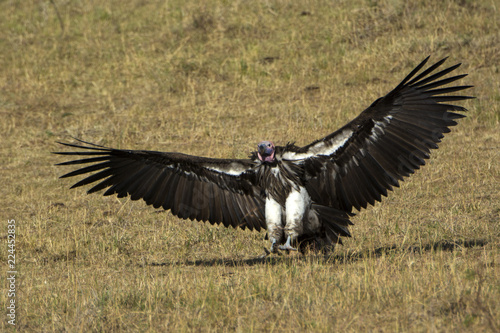 Vulture from Kenya © Pradeep
