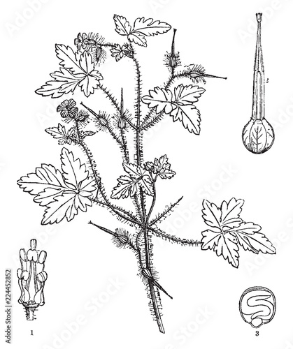 Foto Herb Robert vintage illustration.