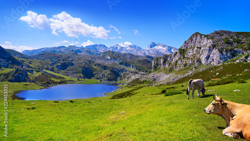 Ercina lake at Picos de Europa in Asturias Spain photo