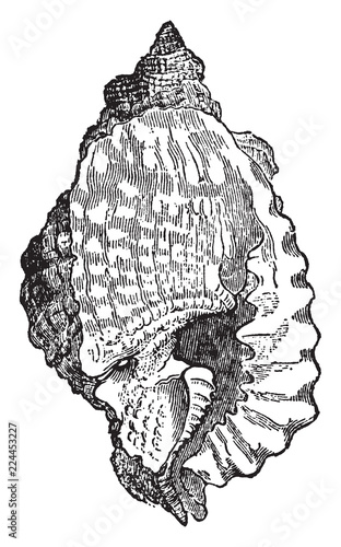 Triton Anus, vintage illustration.