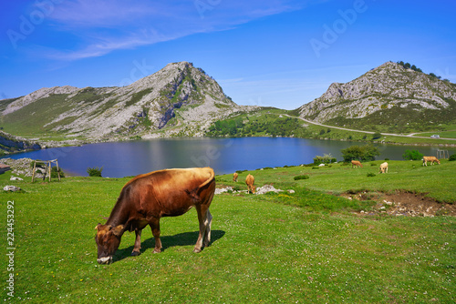 Enol lake at Picos de Europa in Asturias Spain