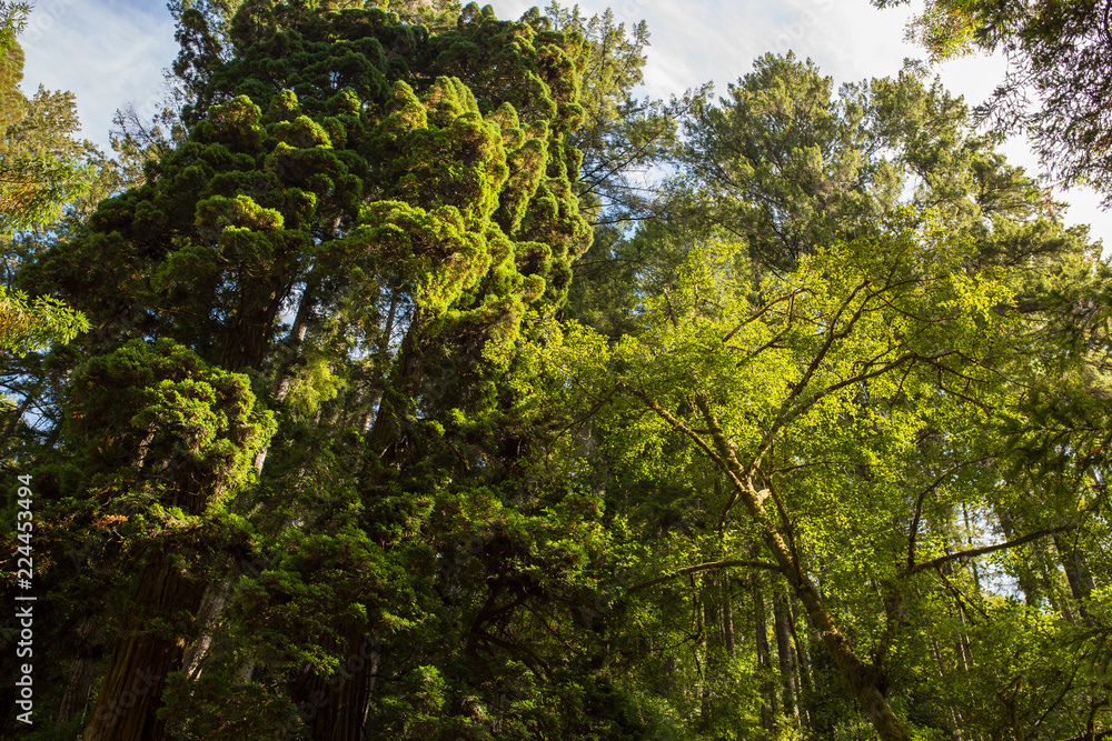 Fototapeta premium Towering redwood trees in late afternoon sunlight in Mendocino, California