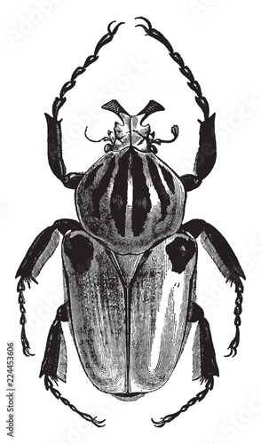 Goliathus Cacicus, vintage illustration.