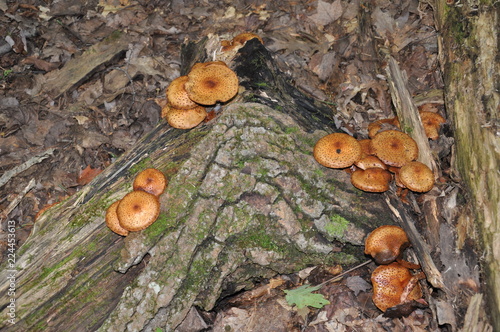 mushrooms in the forest