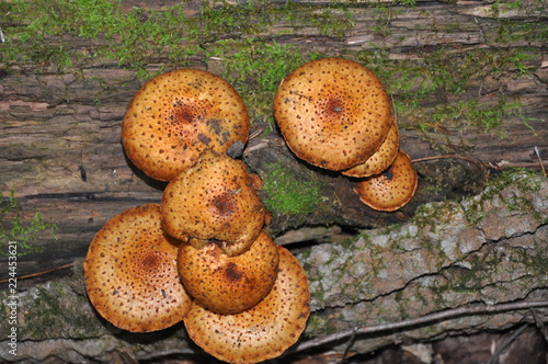 Cluster of Fungi