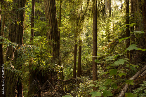 Towering redwood trees in late afternoon sunlight in Mendocino  California