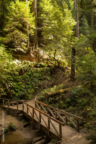 Hiking path winds through towering redwood trees in late afternoon sunlight in Mendocino  California