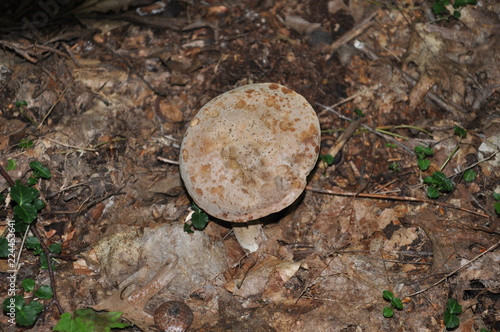 Fungi