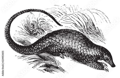 Long Tailed Pangolin, vintage illustration. photo