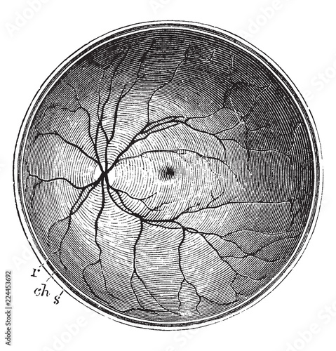 Posterior Half of the Retina, vintage illustration.