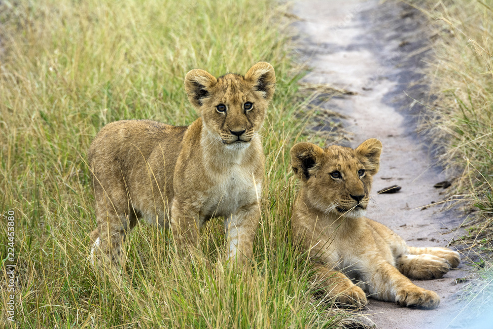 Fototapeta premium Lion cubs