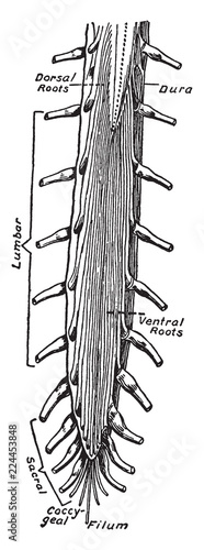 Lower End of the Spinal Cord, vintage illustration photo