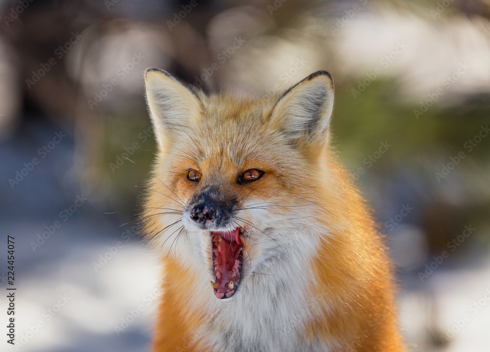 Obraz premium Closeup of a yawning red fox
