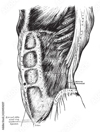 External Oblique Muscles, vintage illustration.