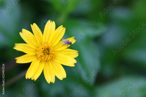 yellow flower and a FLY on it blur background
