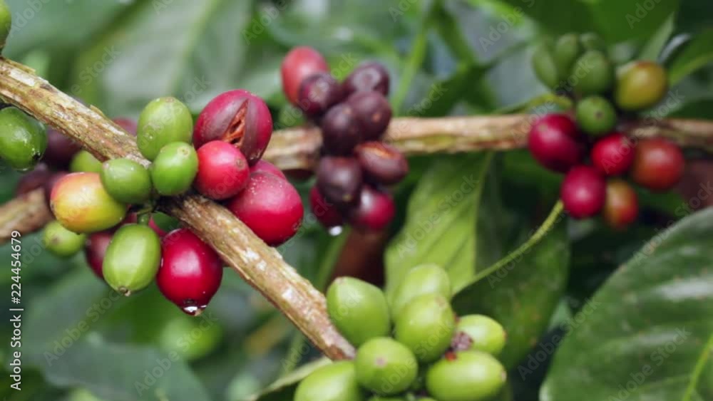 Ripening coffee berries in a shade-grown organic coffee plantation on the Pacific slopes of the Andes in Ecuador. Ripening coffee berries in a shade-grown organic coffee plantation on the Pacific slopes of the Andes in Ecuador.