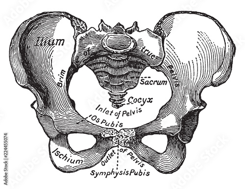 Female Pelvis, vintage illustration.