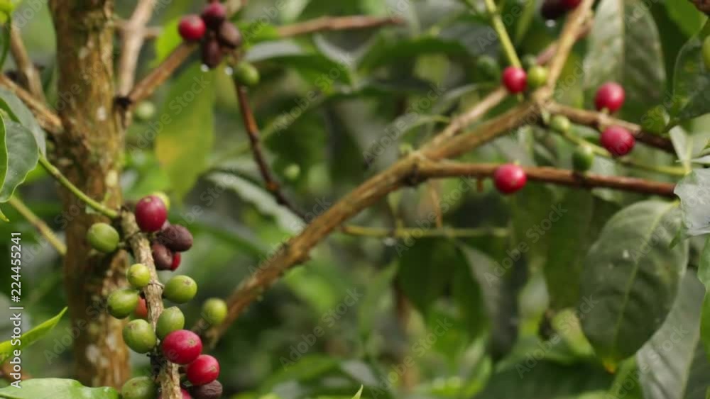 Ripening coffee berries in a shade-grown organic coffee plantation on the Pacific slopes of the Andes in Ecuador. Ripening coffee berries in a shade-grown organic coffee plantation on the Pacific slopes of the Andes in Ecuador.