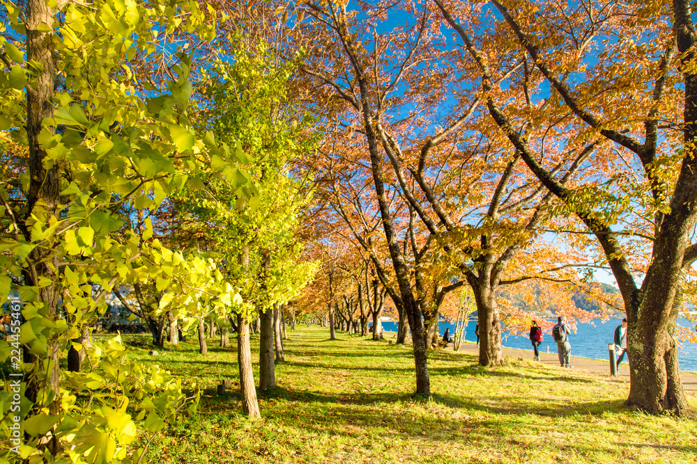 Colourful maple leaf in autumn season. Japan autumn with famous festival on Leaf of maple Colour change.
