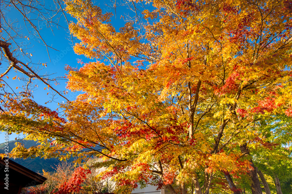 Colourful maple leaf in autumn season. Japan autumn with famous festival on Leaf of maple Colour change. Colourful maple leaf in autumn season. Japan autumn with famous festival on Leaf of maple Colour change.
