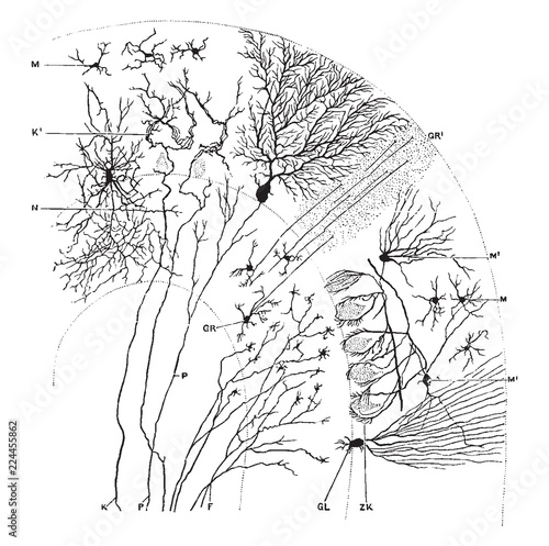 Sagittal Section Through Cerebellar Folium, vintage illustration