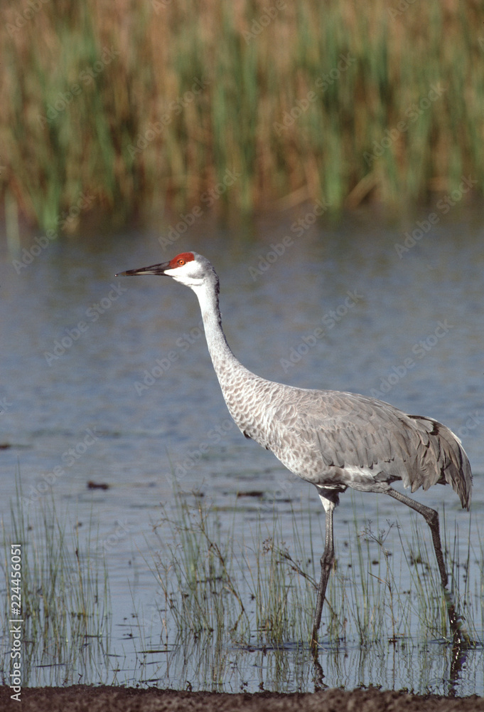 Naklejka premium Sandhill Crane (Antigone Canadensis)