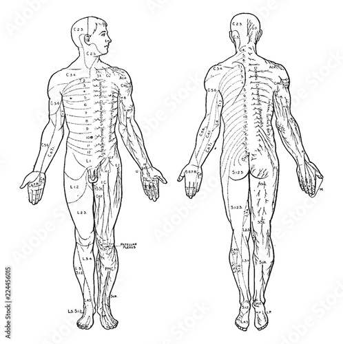 Cutaneous Nerves of the Body, vintage illustration.