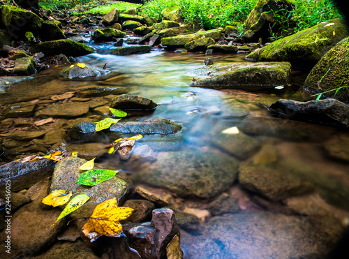 Peaceful stream in the forest