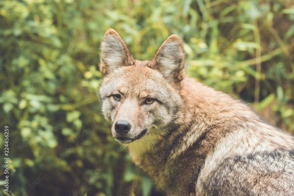Fototapeta premium Coyote (Canis latrans) peers through thick green forest canopy in early fall, vintage garden setting