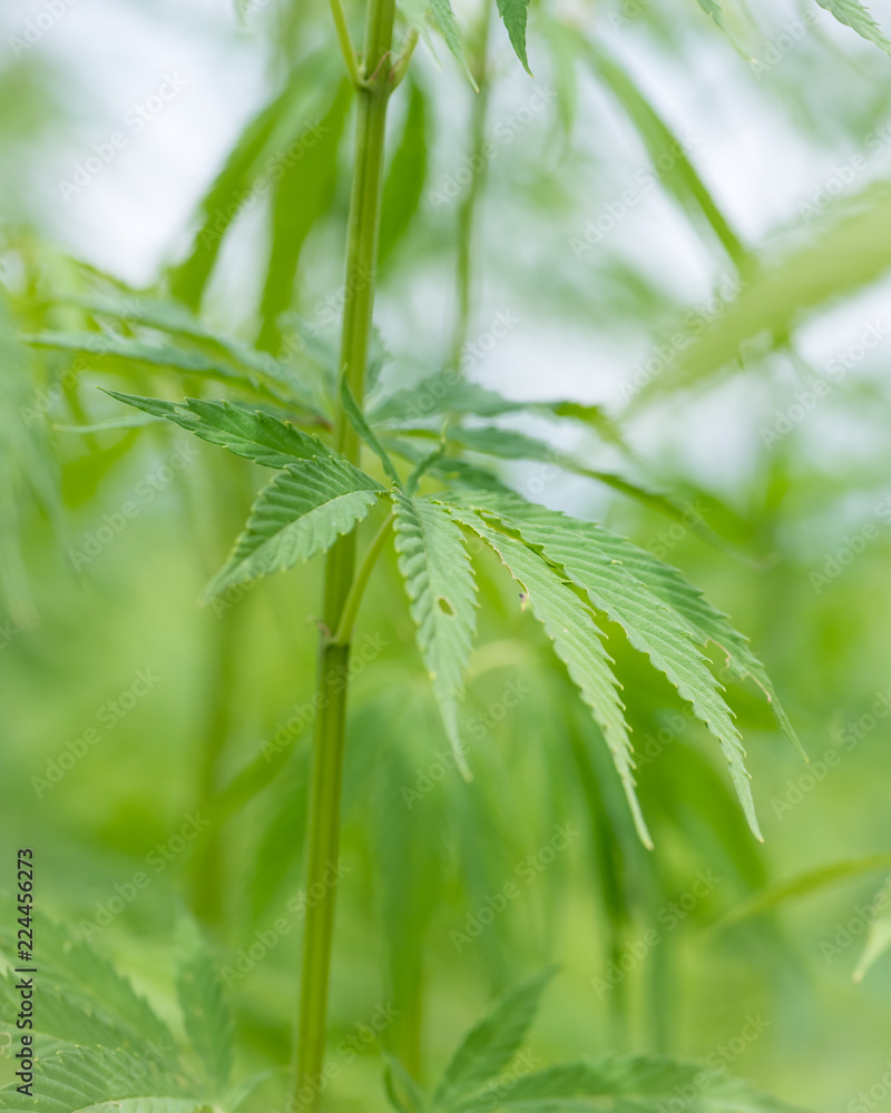 Naklejka premium Closeup of hemp leaves on a cloudy day