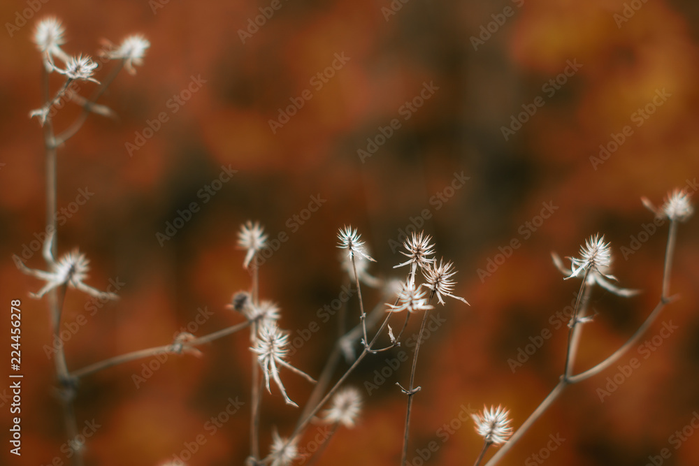 Fototapeta premium Autumn in the park.Background.