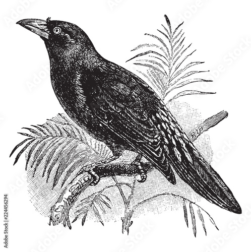 Finch Billed Myna, vintage illustration.
