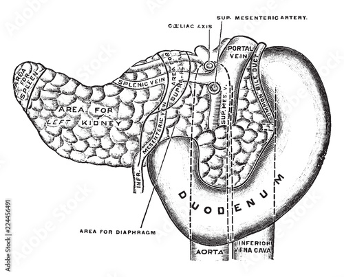 Pancreas and Duodenum, vintage illustration.