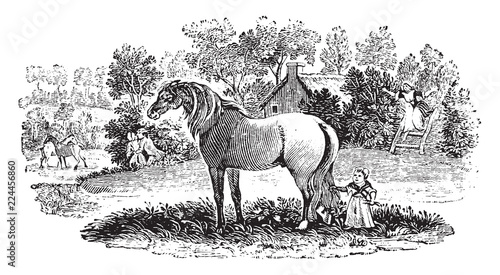Bewick's Tail-Piece is an engraved designed by Thomas Bewick from The Quadrupeds, vintage engraving.